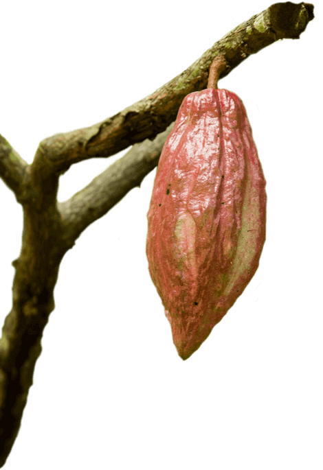 cacao