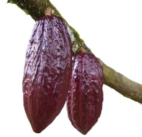 cacao